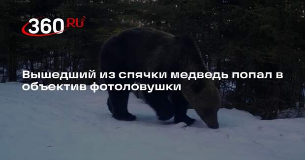 Медведи вышли из спячки в Нижне-Свирском заповеднике Ленобласти