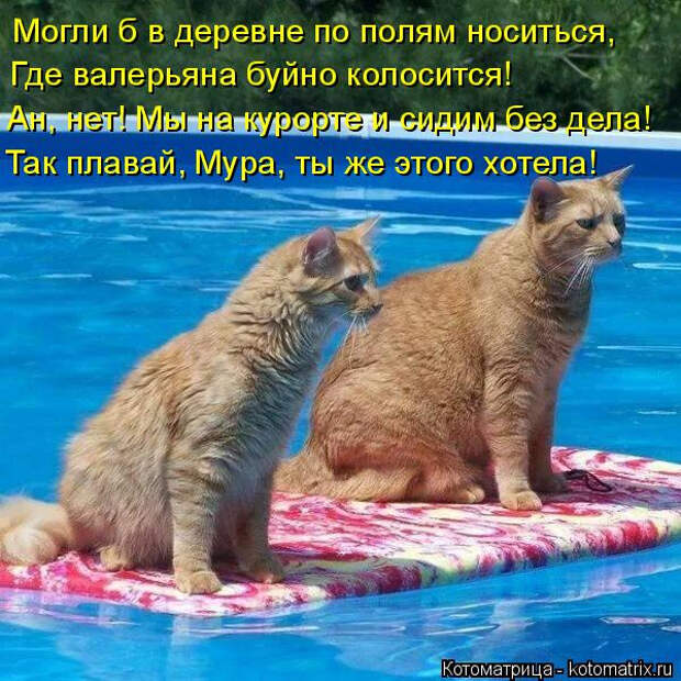 kotomatritsa_dO (600x600, 420Kb)