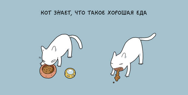 забавные причины завести кота
