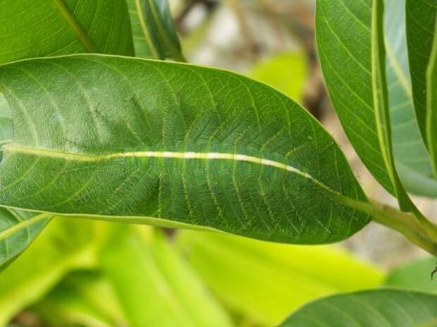 camouflaged_animals_11