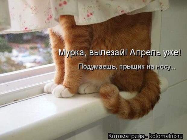 Лучшие котоматрицы недели