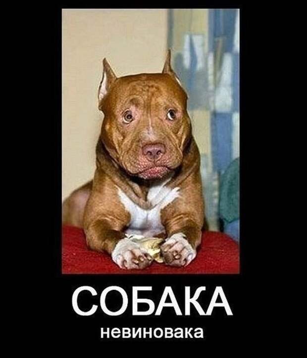 Виды собак