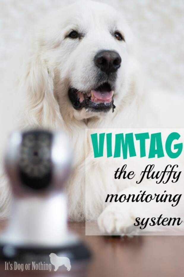 Moves and vacations can be stressful to dogs causing them to act out. Our Vimtag camera helps us keep track of our Great Pyrenees and ensure their safety.