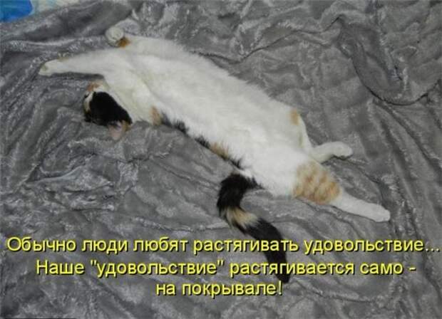 Прикольные коты  (65 фото)