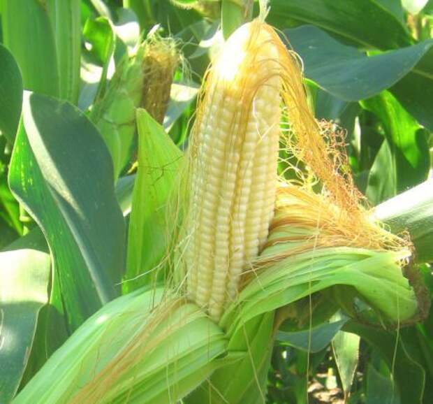 початок кукурузы притягивает деньги