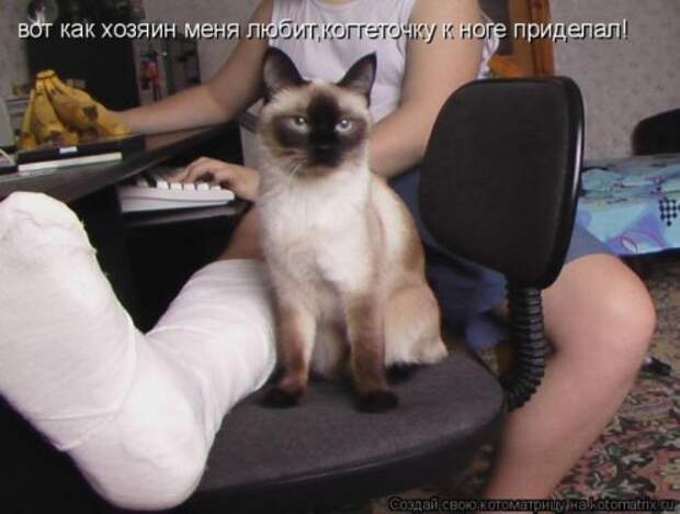 Котоматрица новые за неделю.