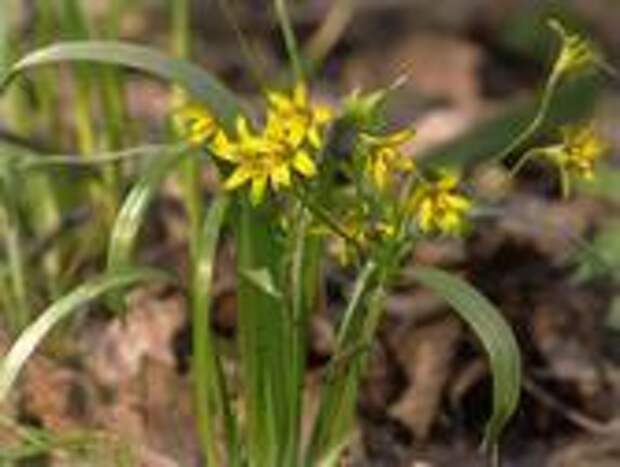 Gagea lutea гусиный лук желтый