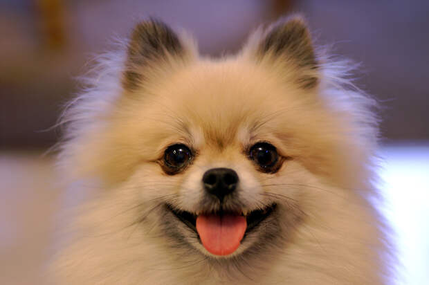 pomeranian