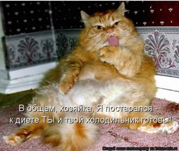 Прикольные котоматрицы (23 шт) Прикольные котоматрицы (23 шт)