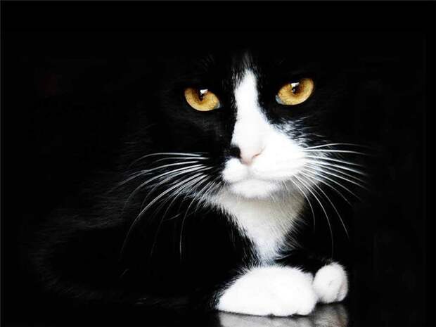 Картинки по запросу фото черный кот с белой манишкой