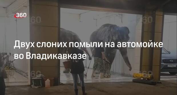Семью цирковых слоних помыли на автомойке самообслуживания во Владикавказе