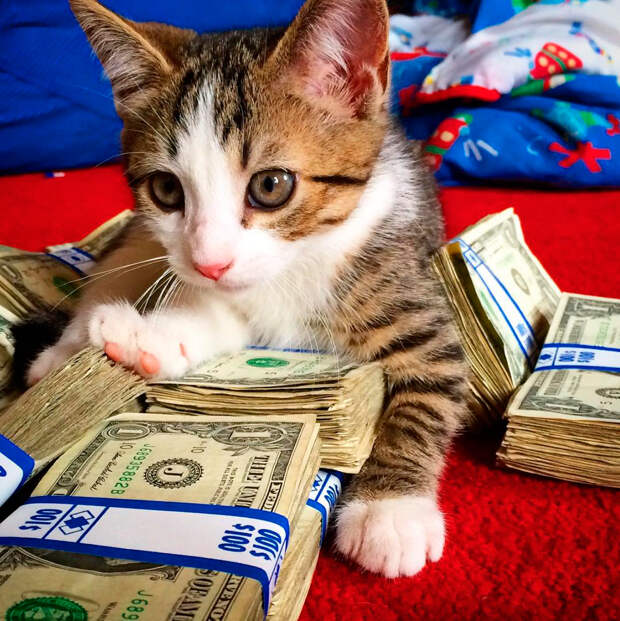 cash-1