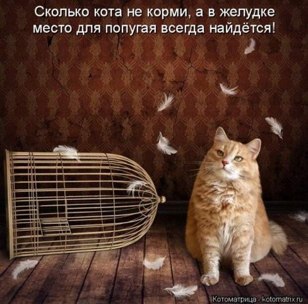 Новая котоматрица для всех (23 фото)