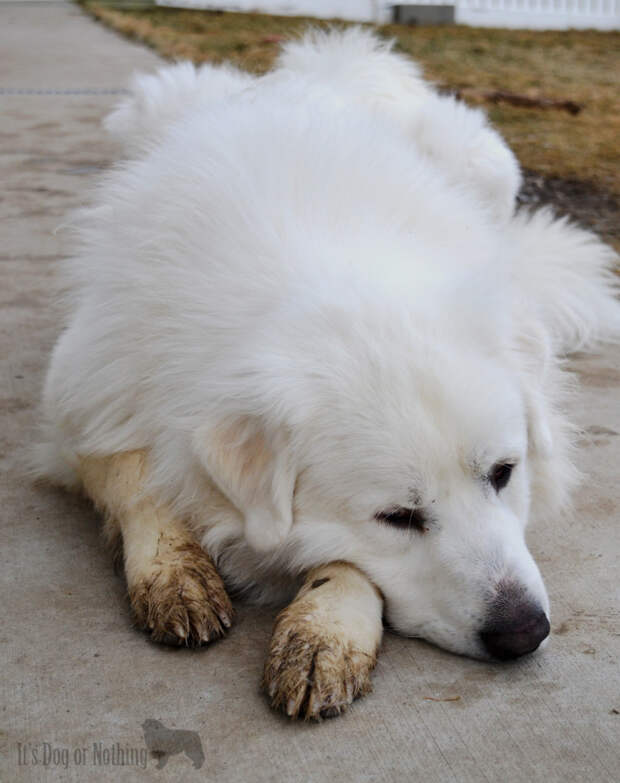 Great Pyrenees
