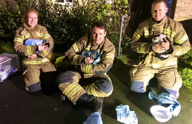 Котики, спасенные во время пожара: 20 трогательных фотоисторий