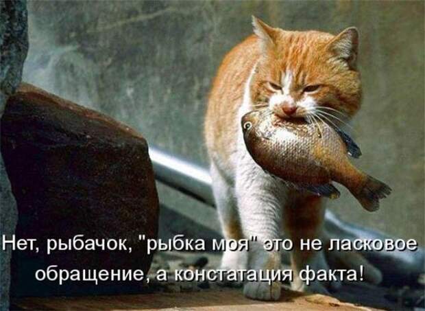 Прикольные коты  (65 фото)