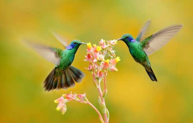 Ученые объяснили радужную окраску перьев колибри