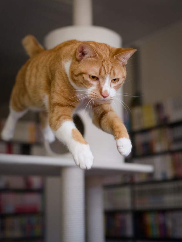 Коты способны пережить падение с высоты благодаря своим рефлексам. (Akimasa Harada)