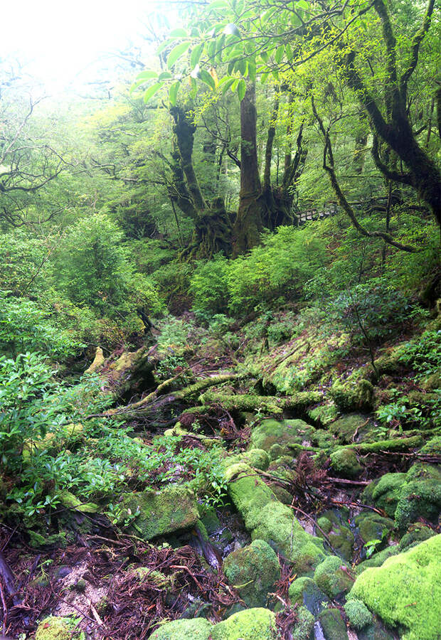 Япония, Якусима, остров, якушима, yakushima, лес, yakusugi land, кедр, мох, чаща, поход, зеленый, дерево,