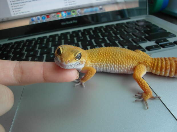 Забавные Животные