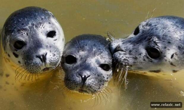 funny_animals_045
