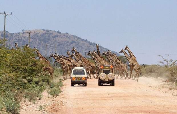 Уникальные кадры: 30 жирафов переходят дорогу