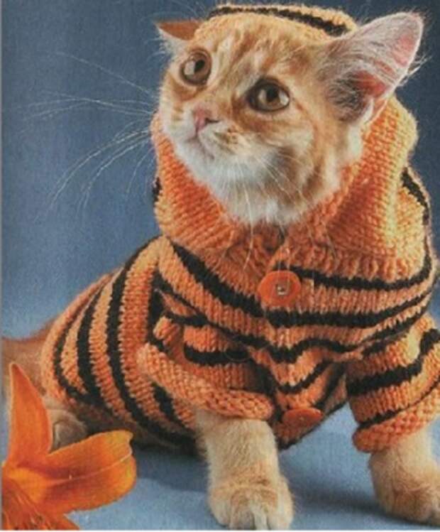 кошка в кардигане