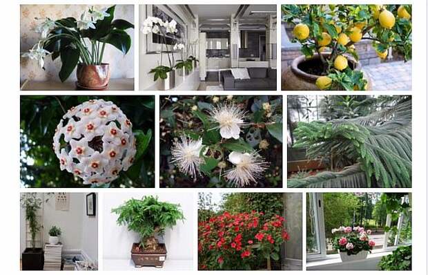 9 домашних растений вместо освежителей воздуха и саше
