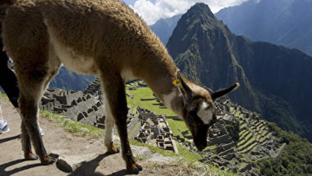 Лама пасется в Мачу-Пикчу