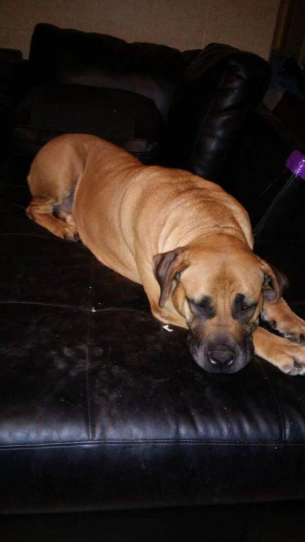 This week on Meet the Giants, we're talking about the Boerboel! Read more for tons of fabulous breed information!