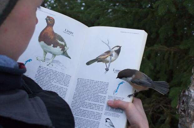птица на книге