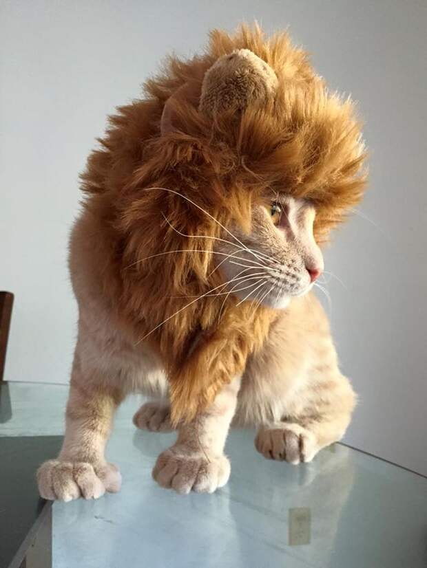 Смешные и забавные кошки