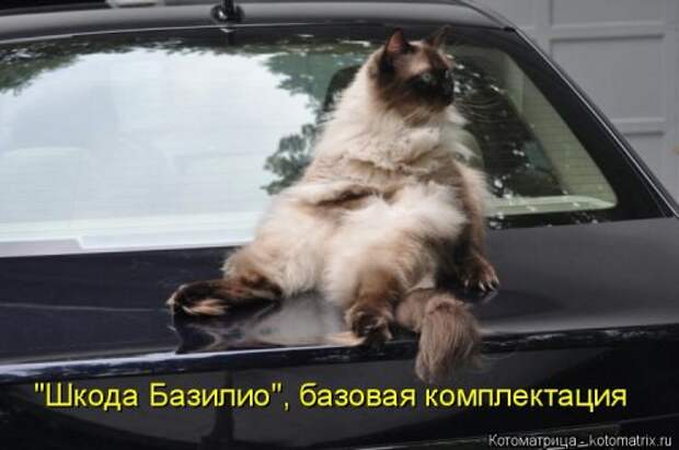 Новая котоматрица для хорошего настроения (33 фото)