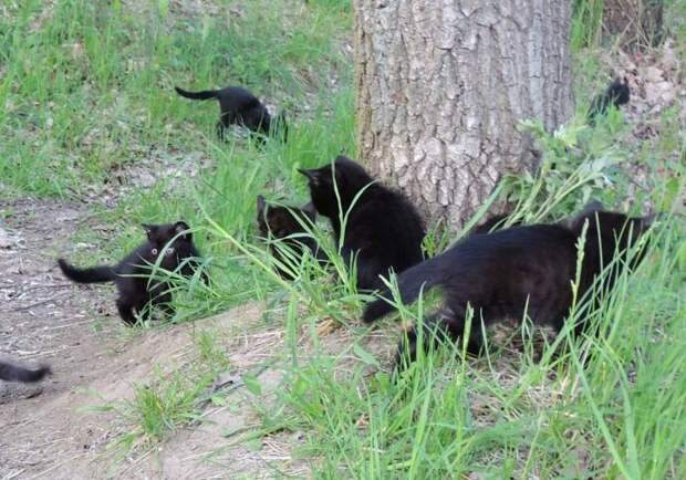 Жители Курска спасли обреченных на смерть котят животные, котята, спасние