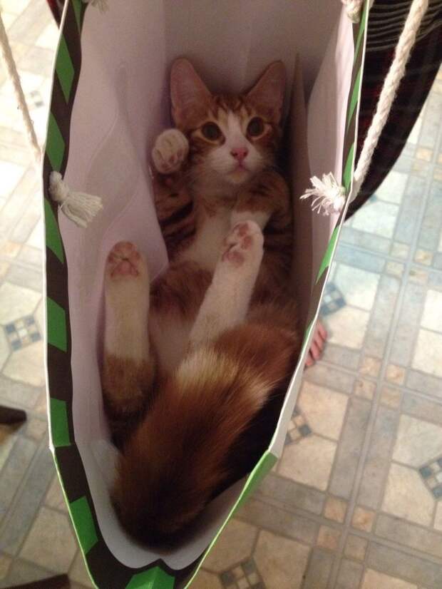 Смешные и забавные кошки