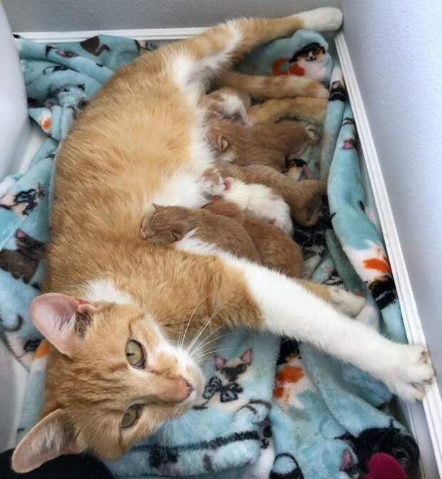 Скромная кошка благодарила девушку, которая спасла ее будущих котят Скромная кошка благодарила девушку, которая спасла ее будущих котят история, история спасения, коты, котята, кошки, помощь животным, спасение животных