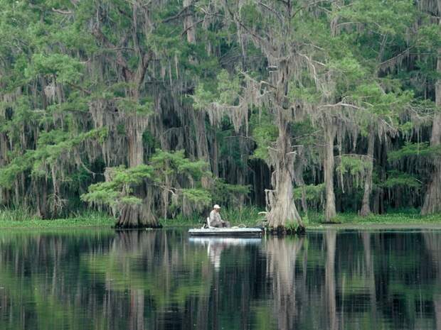 Фантастические кипарисы озера Каддо (Caddo lake), США