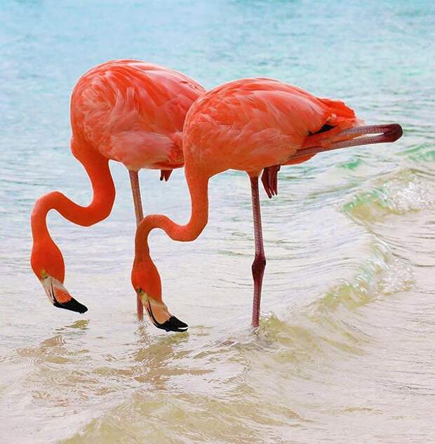 животные близнецы фламинго