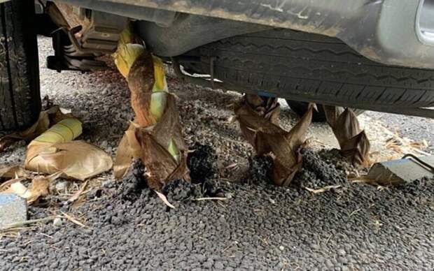 На парковке долго стояло авто. Сквозь асфальт под ним пророс бамбук, обездвижив транспорт На парковке долго стояло авто. Сквозь асфальт под ним пророс бамбук, обездвижив транспорт