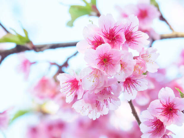 Оттенки цветущей сакуры