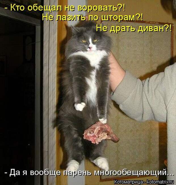 Лучшие котоматрицы недели (50 фото)