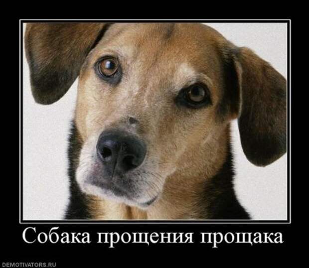 Смешные новые демотиваторы.