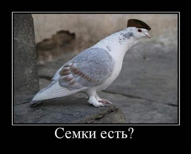 Демотиваторы (30 фото)