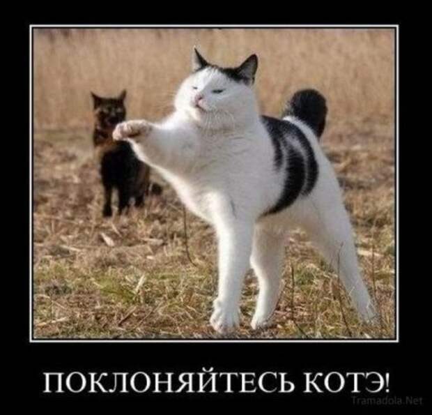 Подборочка смешных демотиваторов.