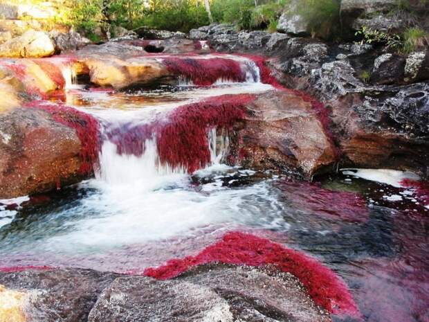 Каньо Кристалес - самая красивая река в мире. Фото