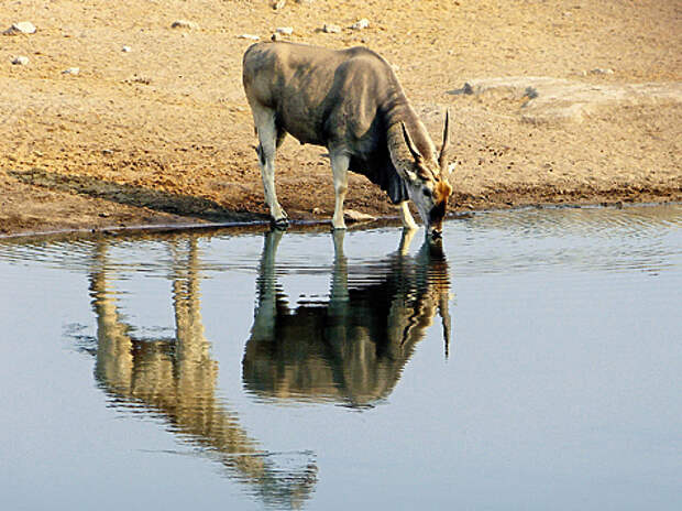 Канны — самые крупные антилопы в мире. Существует два их вида: канна и западная канна. Последняя обладает более крупными рогами. ФОТО MARYSLOA/FLICKR.COM (CC BY-NC-ND 2.0)