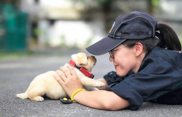 Полиция Тайваня выложила очаровательные фото принятых на работу щенков лабрадора