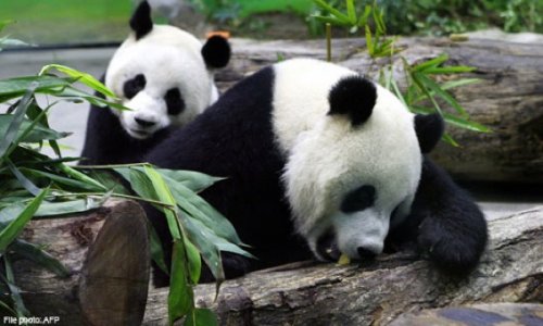 10 Необычных способов использования Виагры