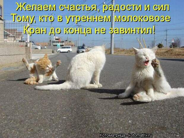 Лучшие котоматрицы недели Лучшие котоматрицы недели