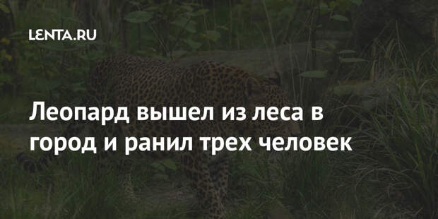 Леопард вышел из леса в город и ранил трех человек